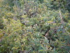 Rosa marginata