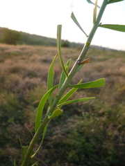 Linaria biebersteinii