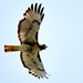 Cuban Red-tailed Hawk - Photo (c) Robin White, some rights reserved (CC BY-NC), uploaded by Robin White