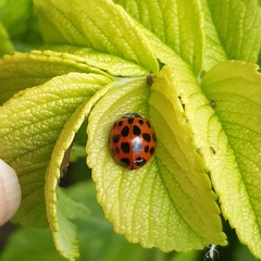 Harmonia axyridis