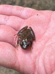 Pseudacris brachyphona