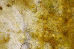 Entyloma ranunculi-scelerati