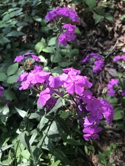 Phlox carolina