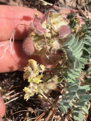 Astragalus pulsiferae