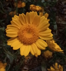 Coleostephus myconis