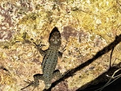 Liolaemus monticola