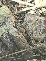Liolaemus monticola