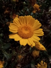 Coleostephus myconis