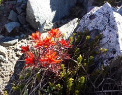 Castilleja rupicola