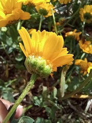 Coleostephus myconis