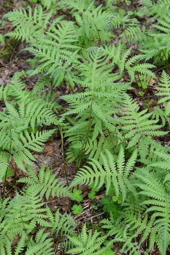 long beech fern