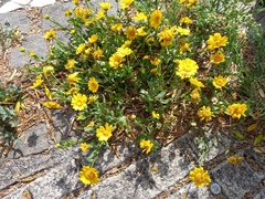 Coleostephus myconis