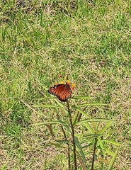 Danaus eresimus montezuma