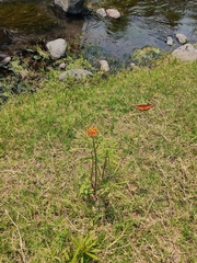 Danaus eresimus montezuma
