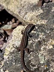 Liolaemus lemniscatus