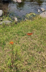 Danaus eresimus montezuma
