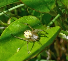 Neoscona adianta