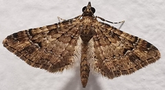 Gymnoscelis rufifasciata