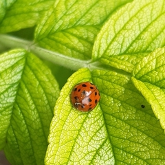 Harmonia axyridis