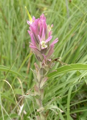 Castilleja purpurea