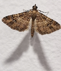 Gymnoscelis rufifasciata