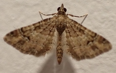 Gymnoscelis rufifasciata