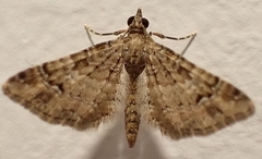 Gymnoscelis rufifasciata