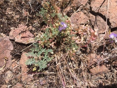 Astragalus pulsiferae