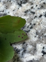 Norvellina chenopodii