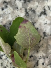 Norvellina chenopodii