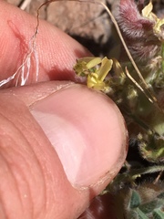 Astragalus pulsiferae