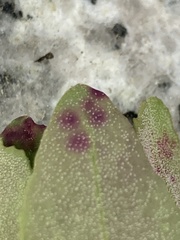 Norvellina chenopodii