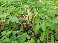 Arum orientale