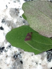 Norvellina chenopodii