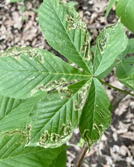 Phytomyza aesculi