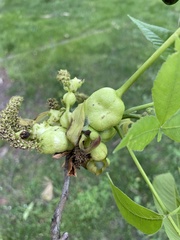 Phylloxera perniciosa
