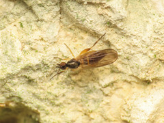 Ocydromiinae