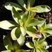 Celmisia hieraciifolia - Photo (c) Jane Gosden, algunos derechos reservados (CC BY-NC), uploaded by Jane Gosden