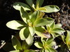Celmisia hieraciifolia - Photo (c) Jane Gosden, algunos derechos reservados (CC BY-NC-SA), subido por Jane Gosden