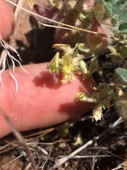 Astragalus pulsiferae