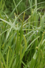 Carex pseudocyperus