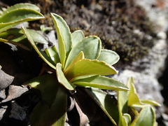 Celmisia hieraciifolia