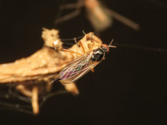 Ocydromiinae