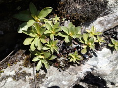 Celmisia hieraciifolia