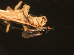 Ocydromiinae