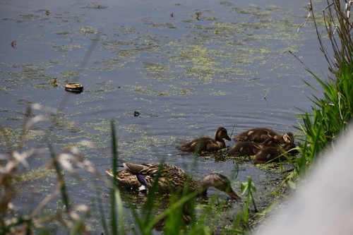 Mallard photographed in Indiana