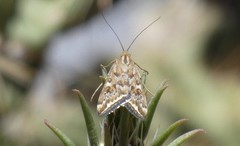 Loxostege munroealis