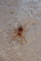 Pulchellodromus