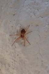 Pulchellodromus