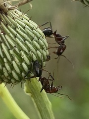 Odontomachus brunneus